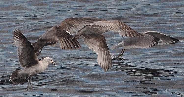 seagulls flying over water